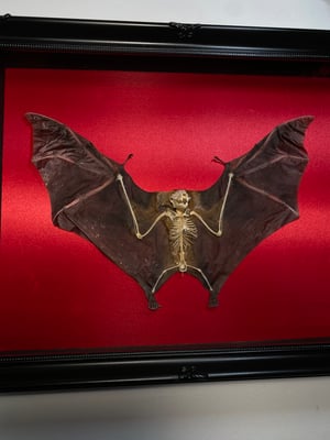 Image of Half Skeleton Bat Red Ornate 