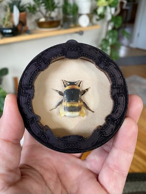 Image of Mini Bee Shadowbox - A