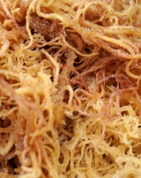 SeaMoss (wild crafted) 