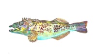 Blue Lingcod 2.0 Print 