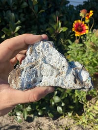 Image 3 of Chrysocolla Psuedomorph 