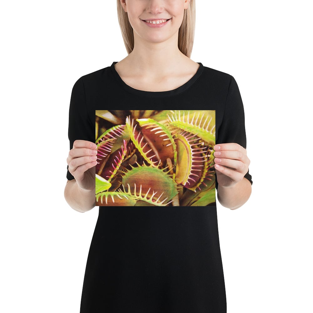 Photo Print: Venus Flytrap