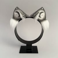 Image 1 of Grey Moons Kitten
