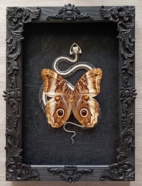 Image 2 of Viper Skeleton with Owl Butterfly 