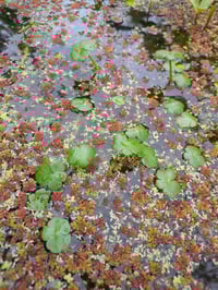 Image 1 of Marsh Pennywort : Hydrocotyle ranunculoides