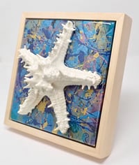 Image 3 of Chocolate Chip Sea Star 