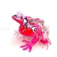 Image 1 of Dragon Fruit Siamese Frog 2025