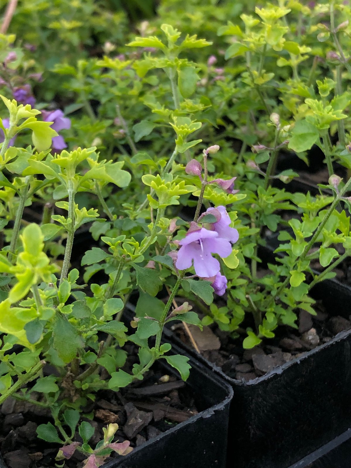 Prostanthera incisa Cutleaf Mintbush (Native Thyme) Reforest Bush