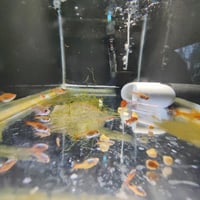 Image 2 of Ember Tetra