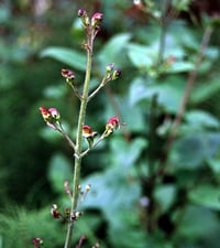 CA figwort : Scrophularia californica