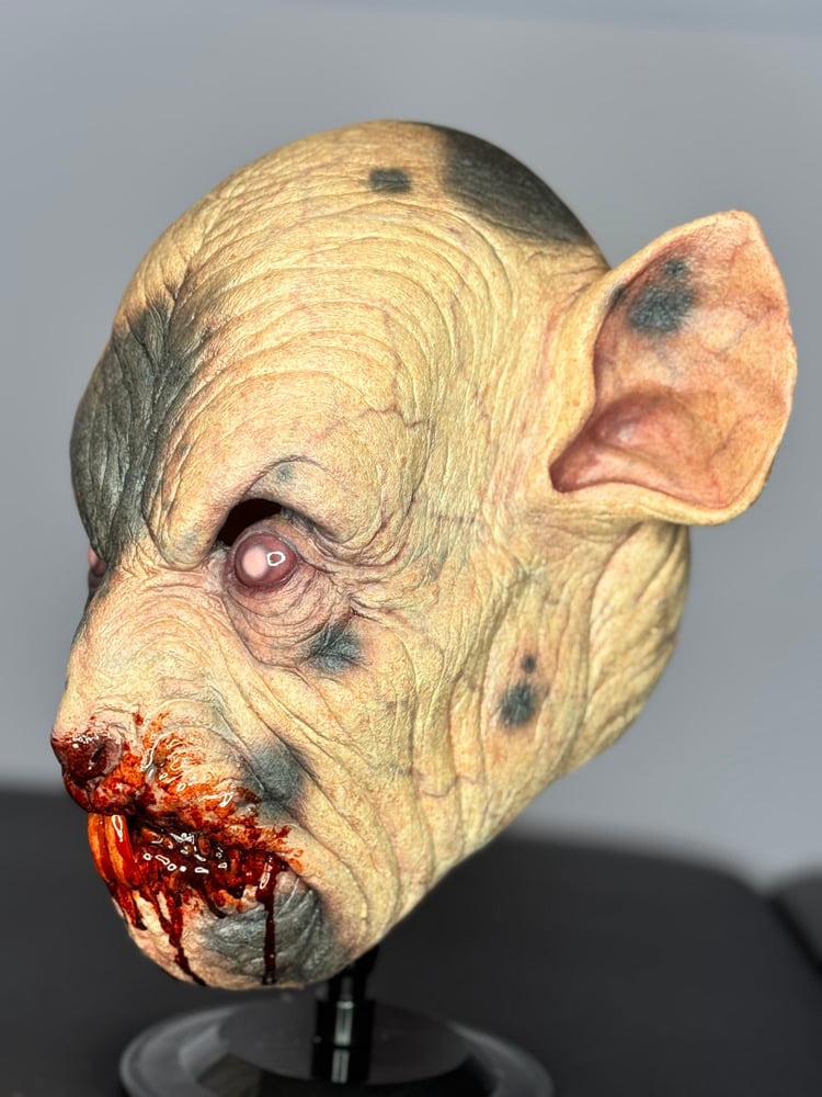 Ben - spotted variant Image 3