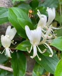 Image 2 of Esencia floral de MADRESELVA