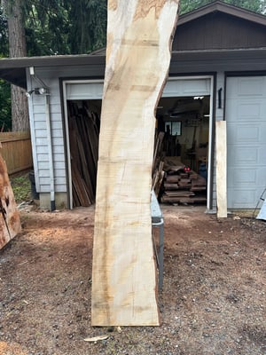 curly silver maple slab 1