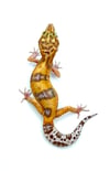 Tangerine Tremper (H- 07)