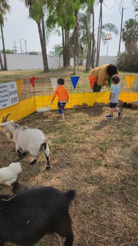 Image 4 of Petting Zoo & Pony Rides