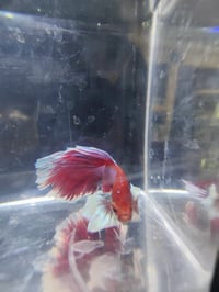 Image 2 of Dumbo lavender betta