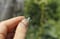 Image of Opal Link Ring