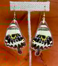 Image 1 of XL Gigon Swallowtail Hindwings