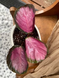 Image 3 of Rose Painted Calathea in White Head Pot