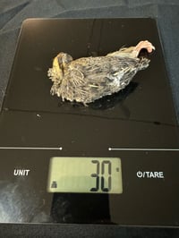 Image 2 of Small Quail