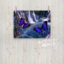 Image 1 of Barney Falls Butterfly Poster