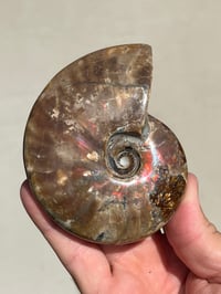 Image 13 of Purple Iridescent Ammonite Shell Fossil | Madagascar #3063