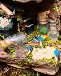 Image 5 of Medium Driftwood Piece 4