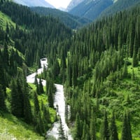 Image 1 of Forest Pine