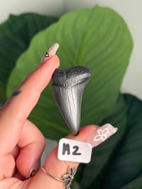 Image 1 of SMALL MEGALODON TEETH -SOUTH CAROLINA- CHOOSE YOUR OWN LOT 2 