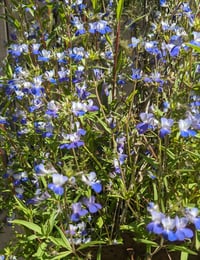 Image 1 of Large Blue Eyed Mary : Collinsia grandiflora