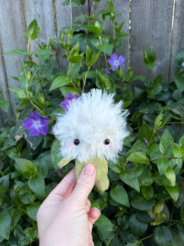 Image of baby dandelion PREORDER