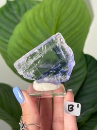 Image 2 of BLUE HALITES -TURKEY- LOT 2
