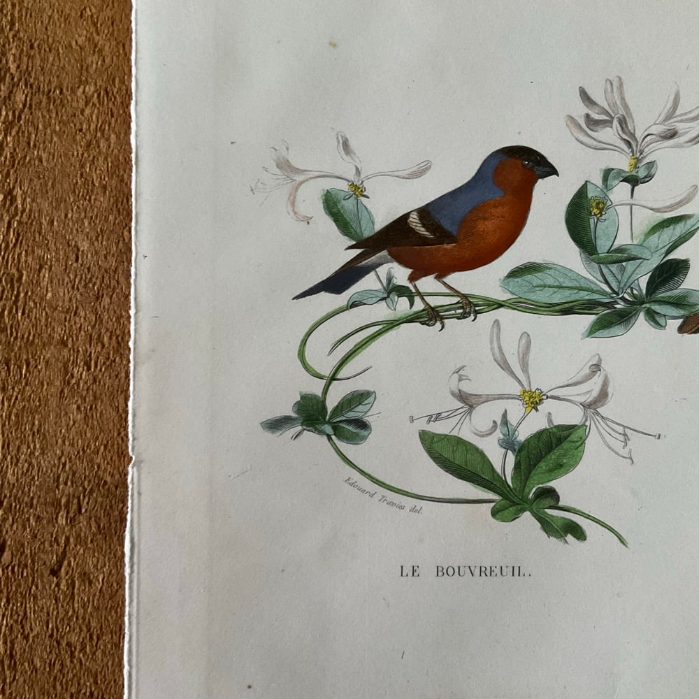 Image of Bird Picture