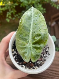 Image 2 of Pink Princess Alocasia in "Things Will Work Out" Mug 