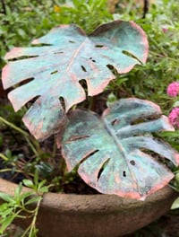 Image 2 of Luscious Leaves