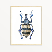Image 1 of Weevil Beetle Watercolor Illustration PRINT 