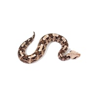 Gaboon Viper 