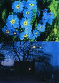 Image 3 of BLUE PRIMROSE