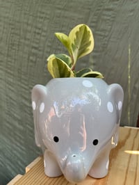 Image 3 of Sweet & Sour Peperomia in Spotted Elephant