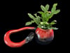 Dipper Gourd Table Top Planter w/Real Cactus