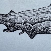 Image 4 of Hammerhead Shark 