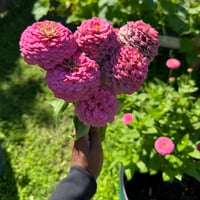 Image 1 of Oklahoma Pink Zinnia 