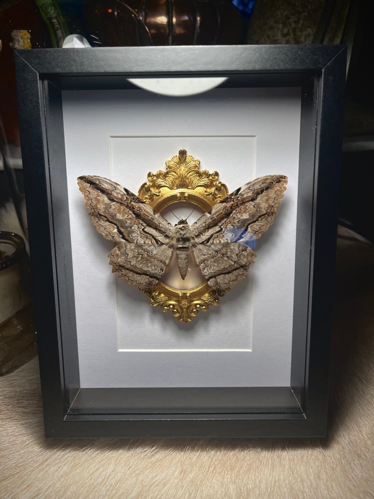 Image of Ornate Thysania Zenobia White Witch Male Moth 