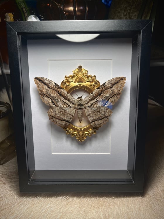 Image of Ornate Thysania Zenobia White Witch Male Moth 