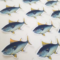 Yellow Fin Tuna