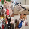 Official Drennon Davis Small Pet Ties