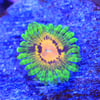 Marvin the Martian zoa