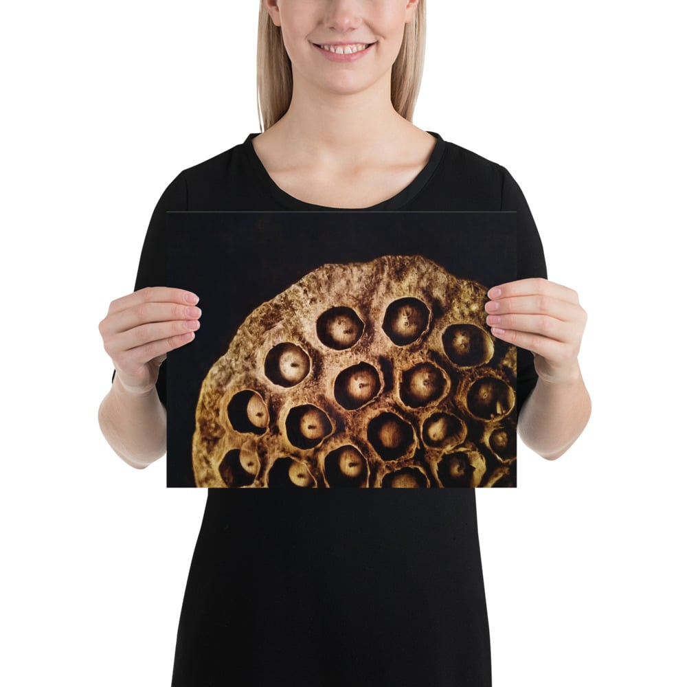 Photo Print: Lotus Seed Pod