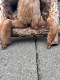 Image 2 of Freaky On A Log