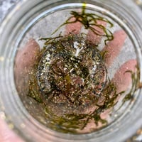 Image 2 of Moss Jar